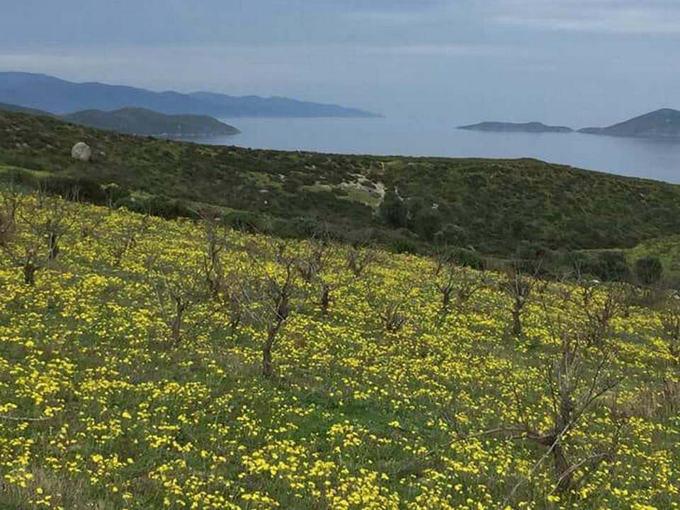 Avşa Adası Ekomomi 2